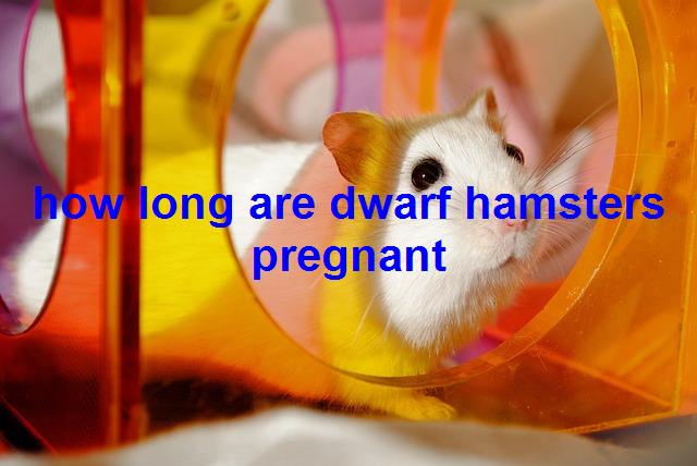 How long are dwarf hamsters pregnant - Wepetslover.com