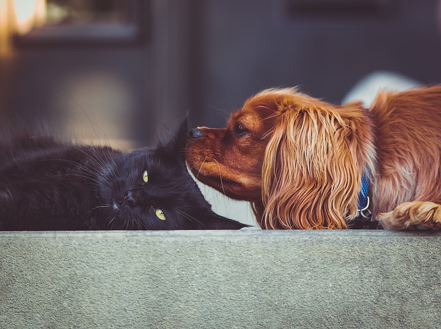 10 Razones por las Cuales los Perros son Mejores que los Gatos