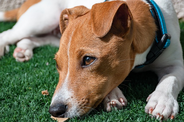 Señales de advertencia de un perro infeliz