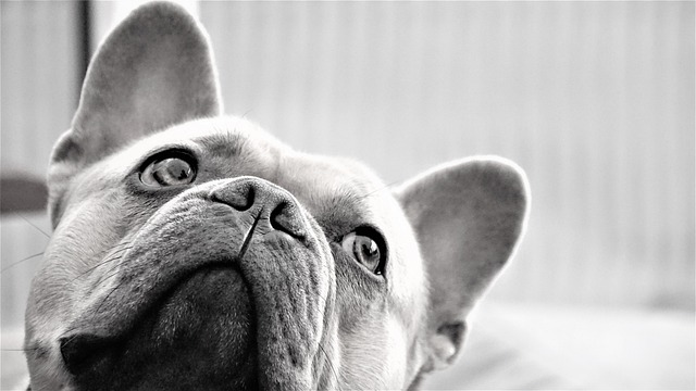 french-bulldog-5219522_640