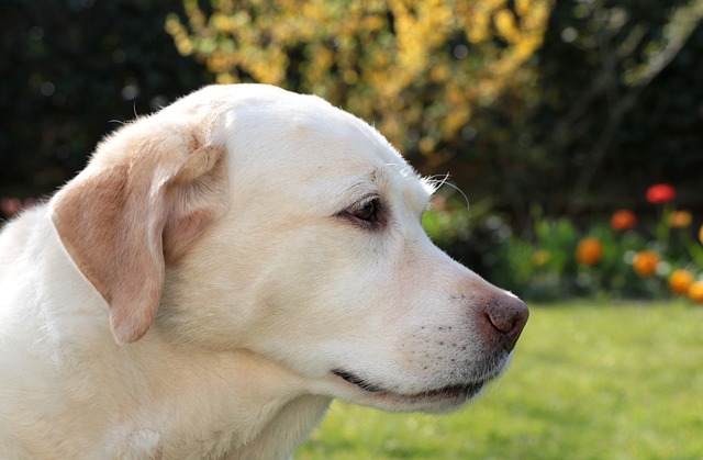 labrador-retriever-5034443_640