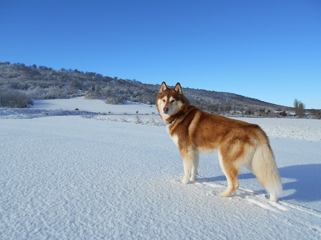 siberian-husky-1291343_640