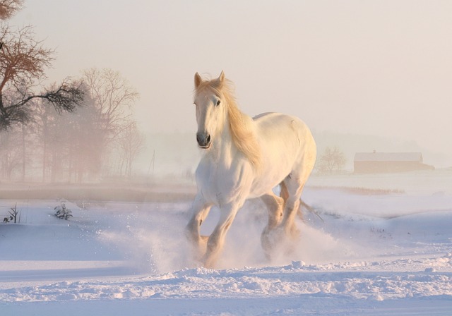 white-horse-3010129_640